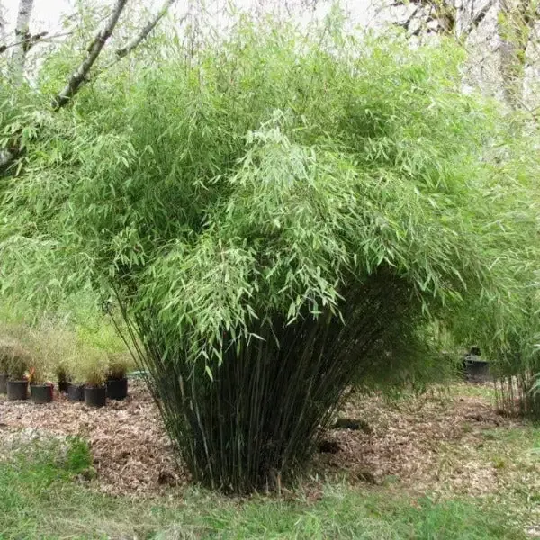Clumping Bamboo