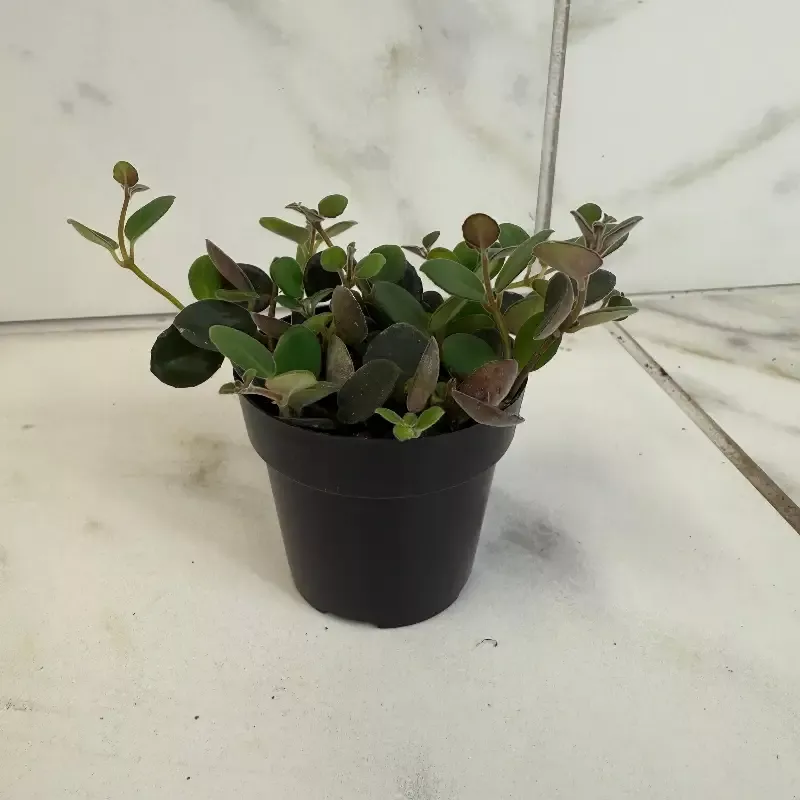 Codonanthe Devosiana Paula, 2″ Plant