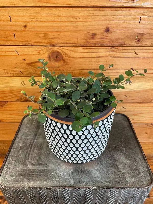 Codonanthe Devosiana Paula, 6” Plant