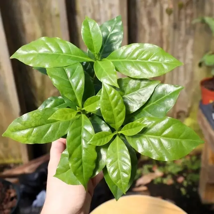 Coffee Plants