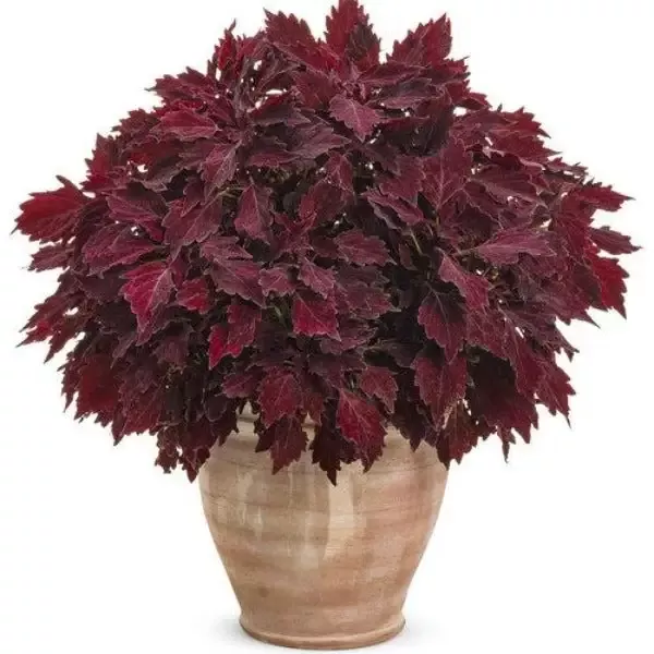 Coleus ColorBlaze Royale Cherry Brandy