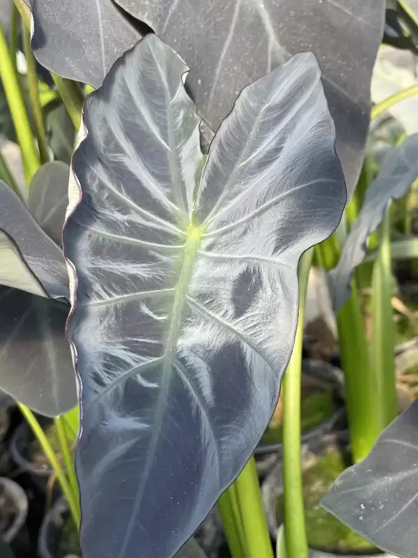 Colocasia esculenta – “Coal Miner”