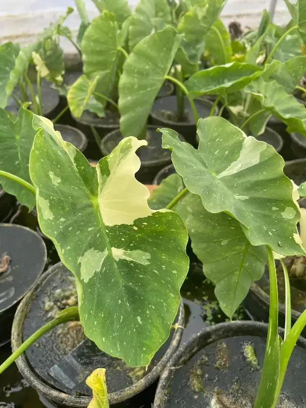 Colocasia esculenta “Elepaio” (Varigated Taro)