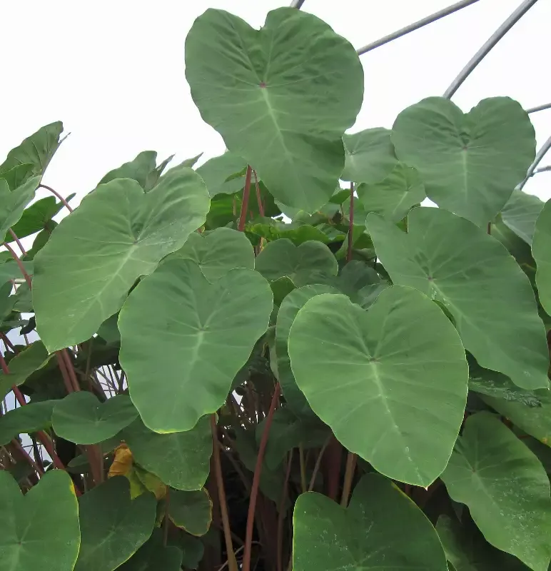 Colocasia esculenta “Pink China Taro”