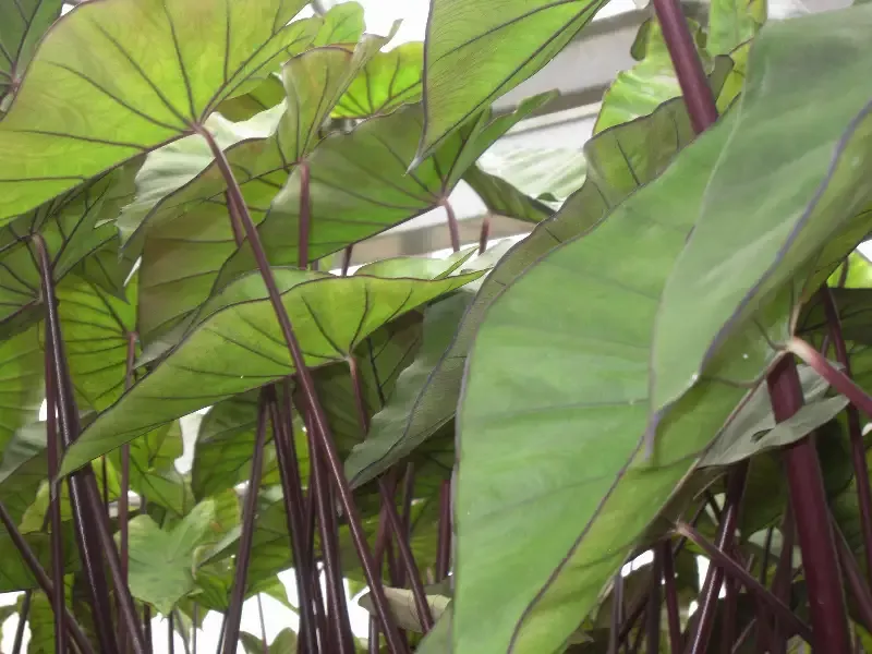 Colocasia esculenta “Violet Stem” Taro