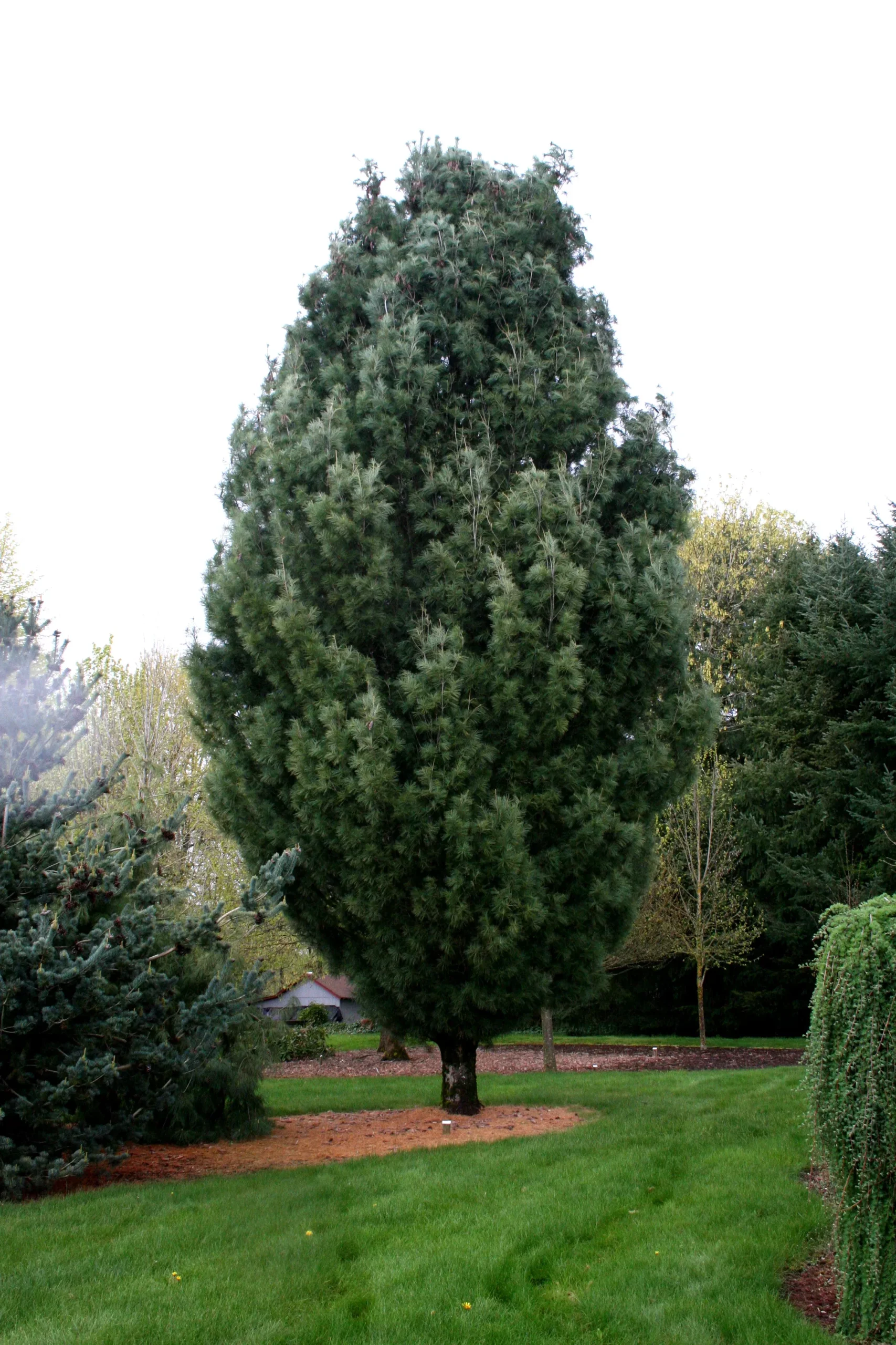 Columnar White Pine