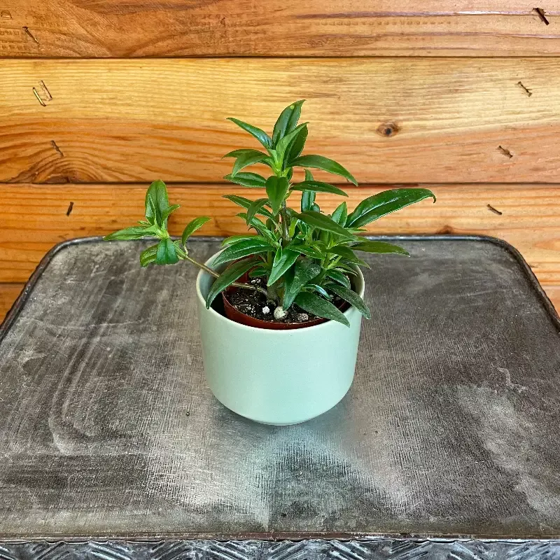Columnea Melissa, 2″ Plant