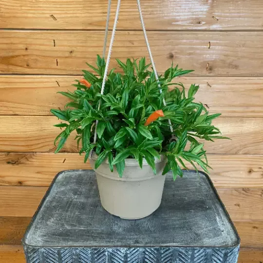 Columnea Melissa, 6″ Plant