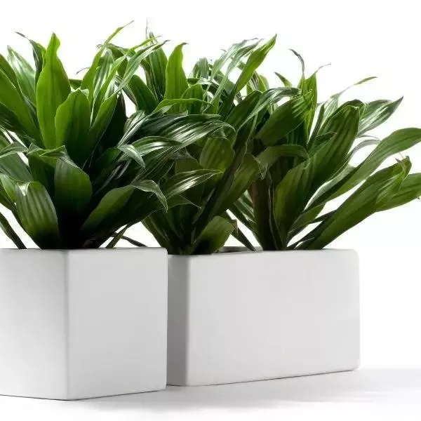 Compact Janet Craig Dracaena