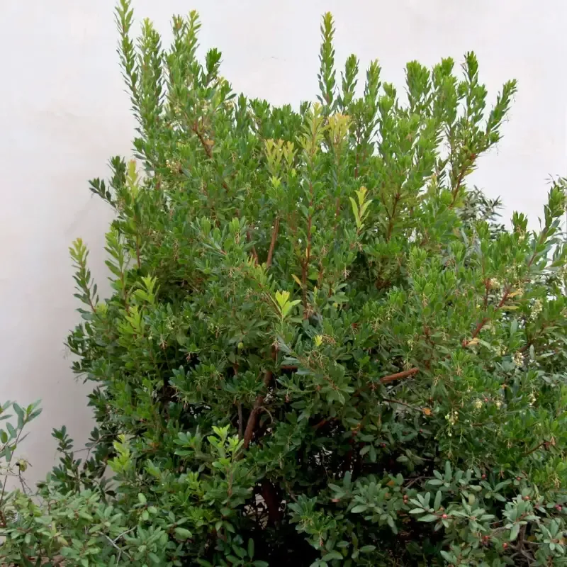 Compact Strawberry Tree