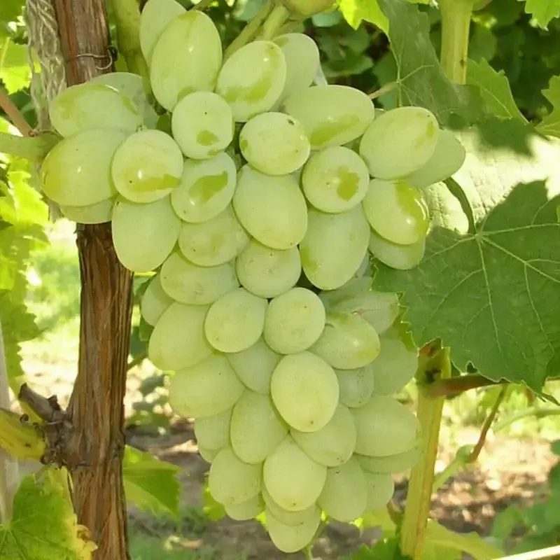 Compassion White Seedless Grape