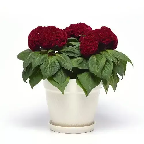 Concertina Red Celosia
