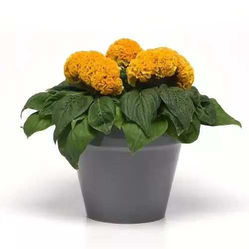 Concertina Yellow Celosia