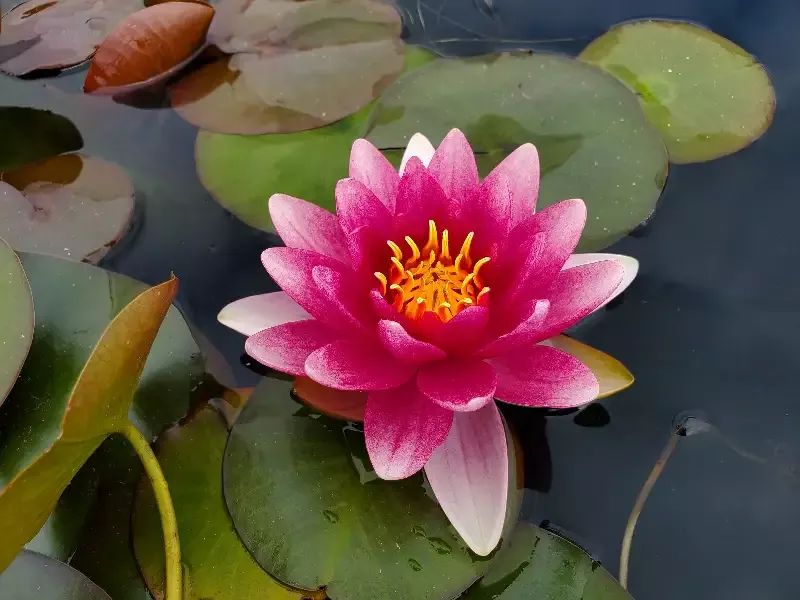 Conqueror – Red Hardy Lily