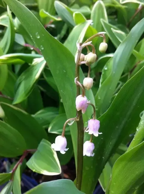 Convallaria – Rosea – Lily of The Valley