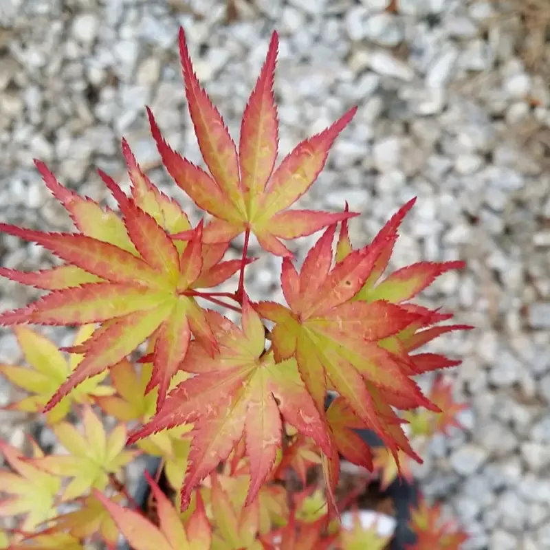 Coonara Pygmy Japanese Maple