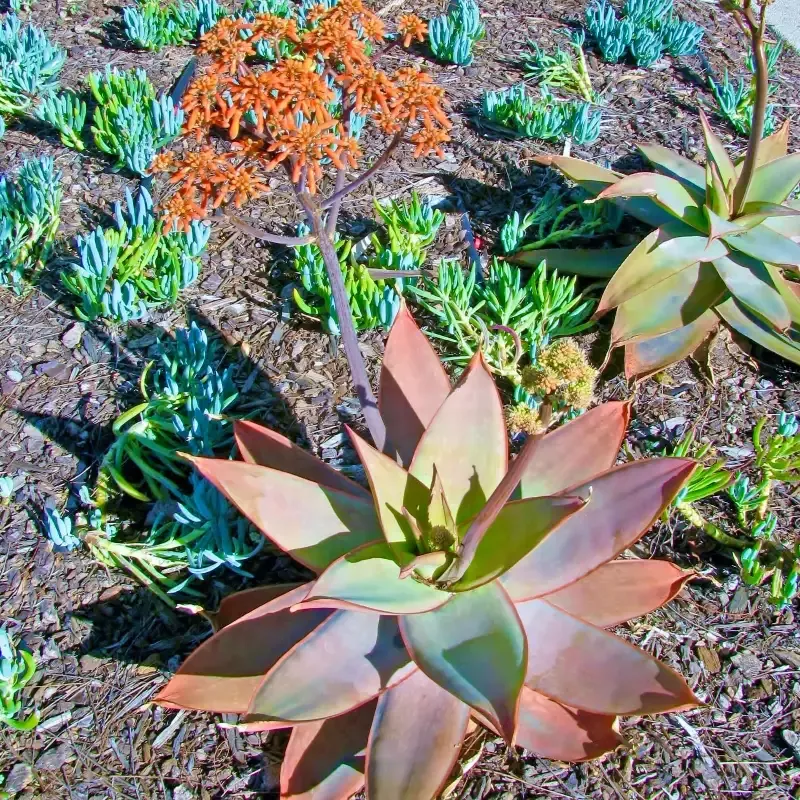 Coral Aloe