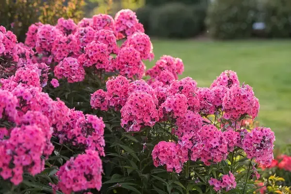 Coral Creme Drop Phlox