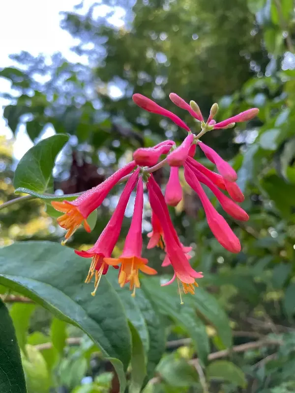 Coral Honeysuckle vine, Lonicera sempervirens