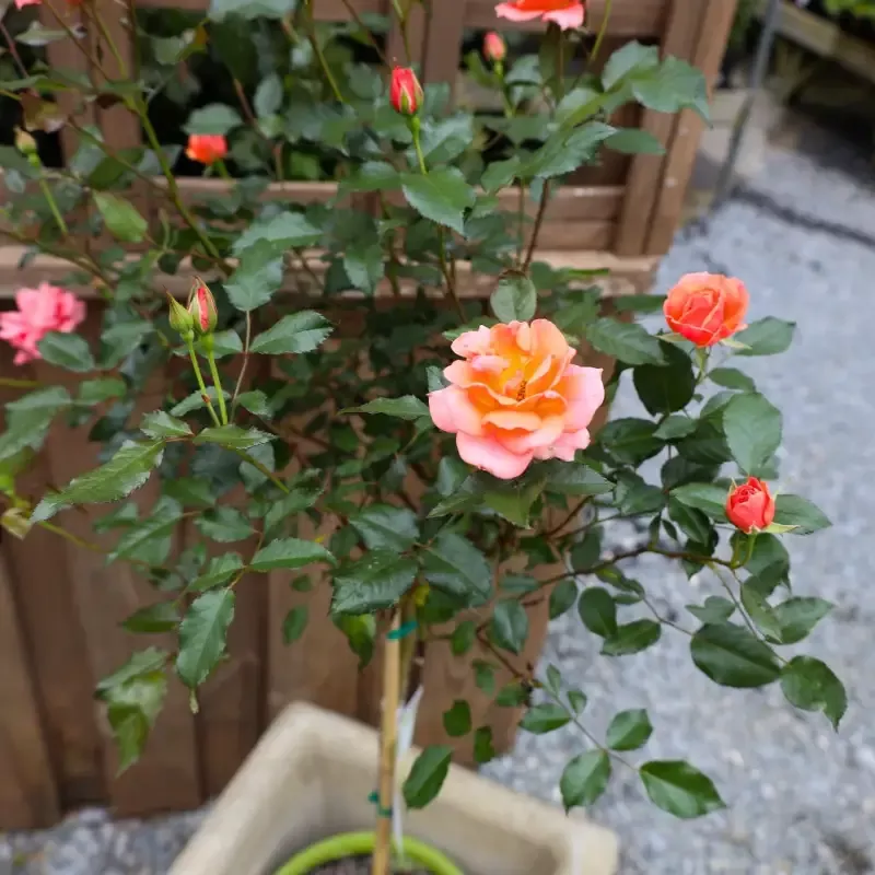 Coral Knock Out™ Rose – Tree Form
