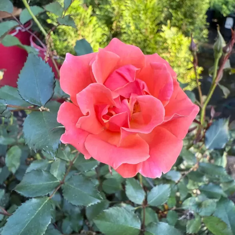 Coral Knock Out Rose