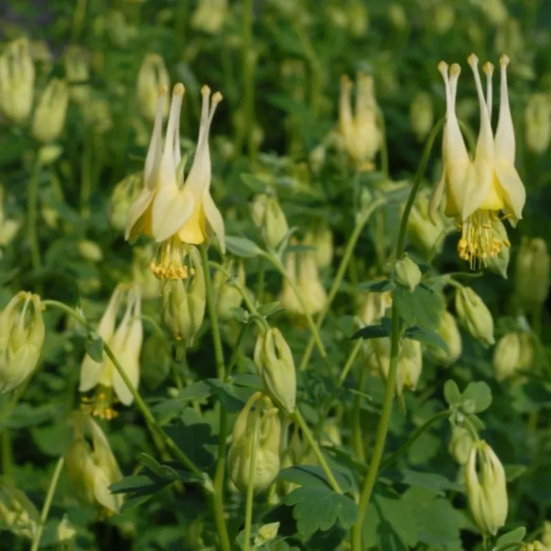 ‘Corbett’ Wild Columbine – Aquilegia canadensis