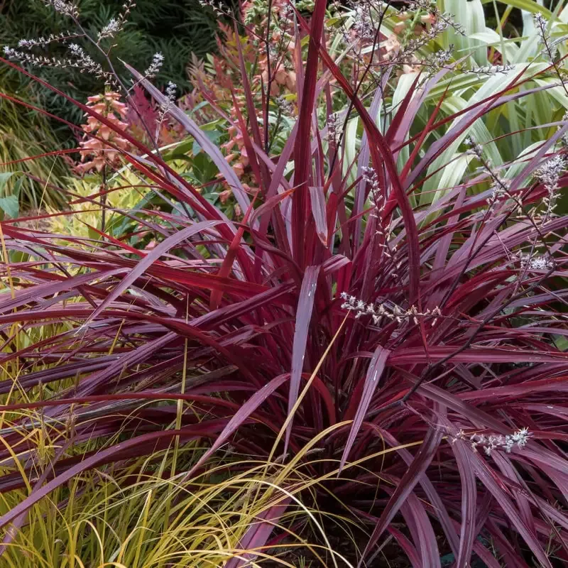 Cordyline Design-a-line Burgundy