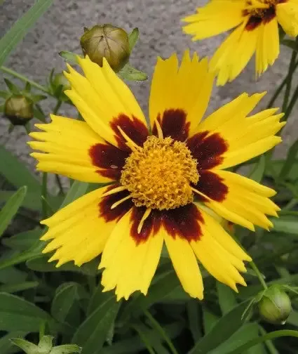 Coreopsis ‘Baby Sun’ Tickseed
