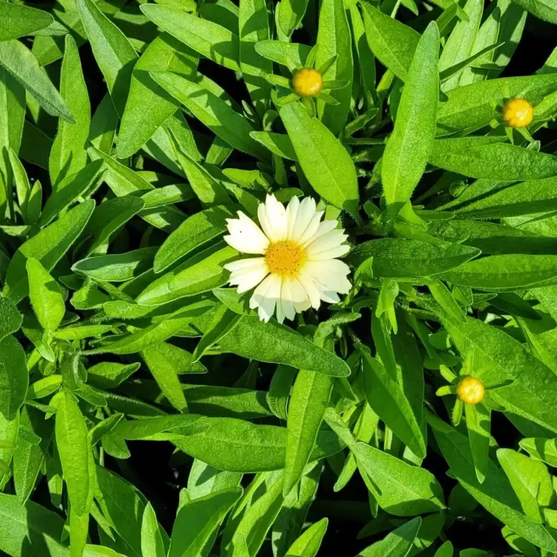 Coreopsis hybrida ‘Uptick Cream’