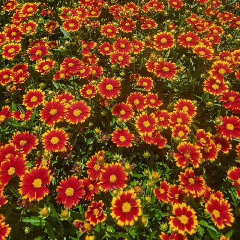 Coreopsis hybrida ‘Uptick Red’
