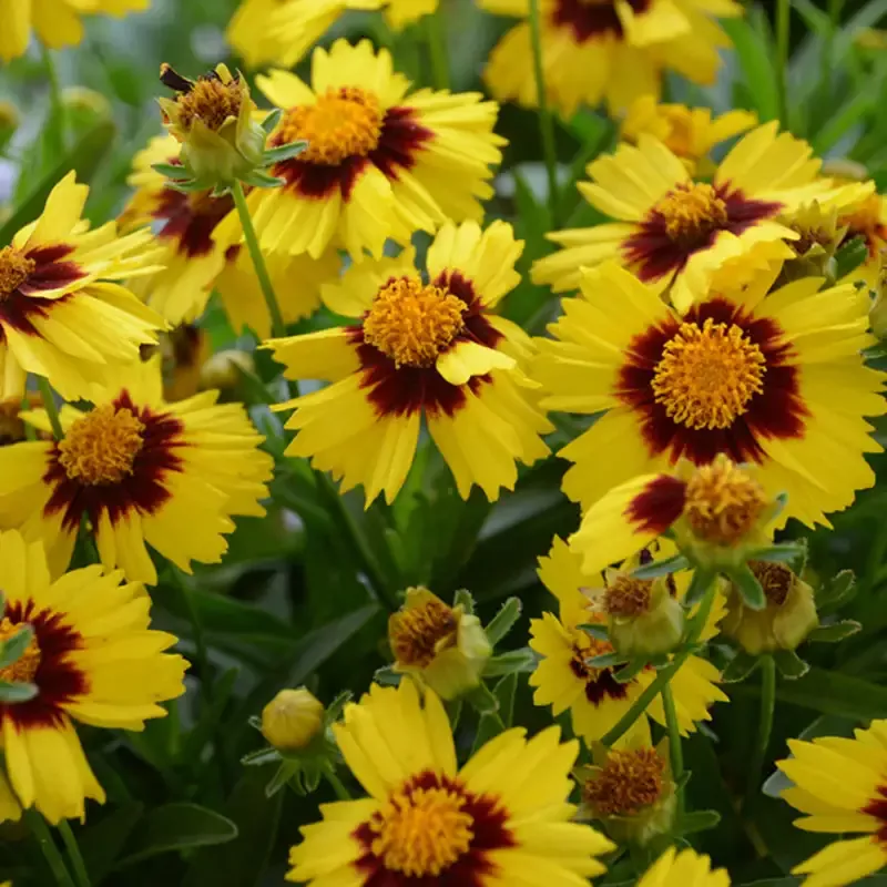 Coreopsis Hybrida ‘Uptick Yellow and Red’ – [EG]