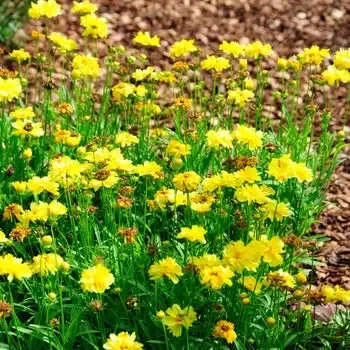 Coreopsis ‘Leading Lady Charlize’ Tickseed