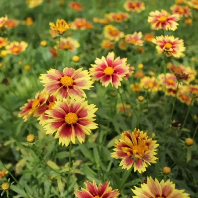 Coreopsis Li’l Bang™ ‘Enchanted Eve’ PP27857 – Qt. – [EG]