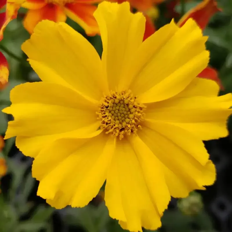 Coreopsis Li’l Bang™ ‘Goldilocks’ Tickseed – [EG]