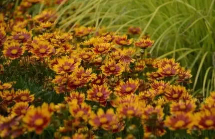 Coreopsis ‘Lil Bang Daybreak’ Tickseed