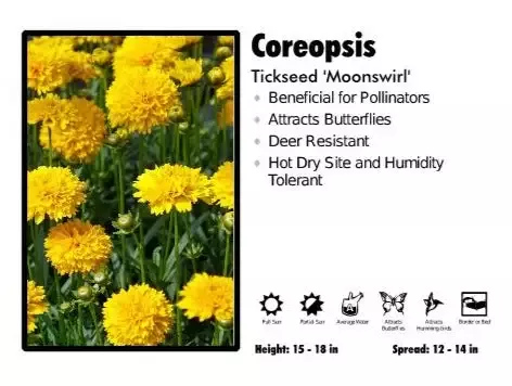 Coreopsis ‘MoonSwirl’ Tickseed