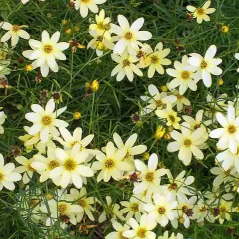 Coreopsis Verticillata ‘Moonbeam’ Threadleaf Tickseed – [CG]