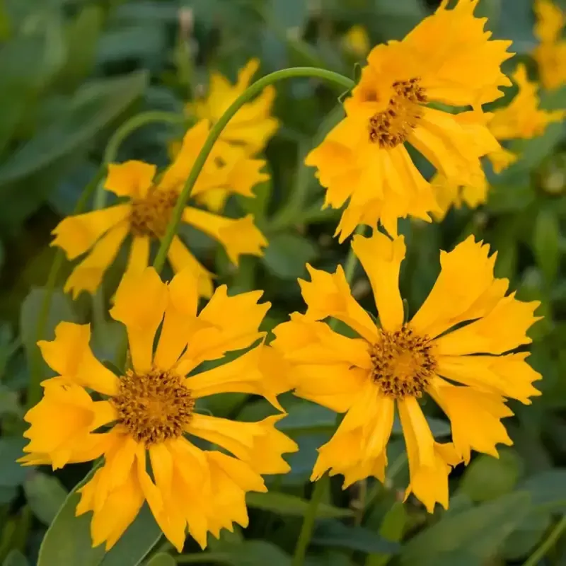 Coreopsis x ‘Jethro Tull’ – [EG]