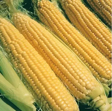 Corn – Illini Extra Sweet Seed