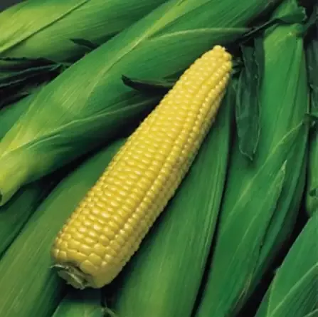 Corn – Kandy Korn Seed