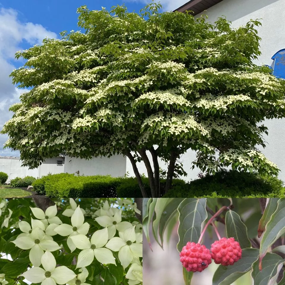 Cornus k Milky Way #10