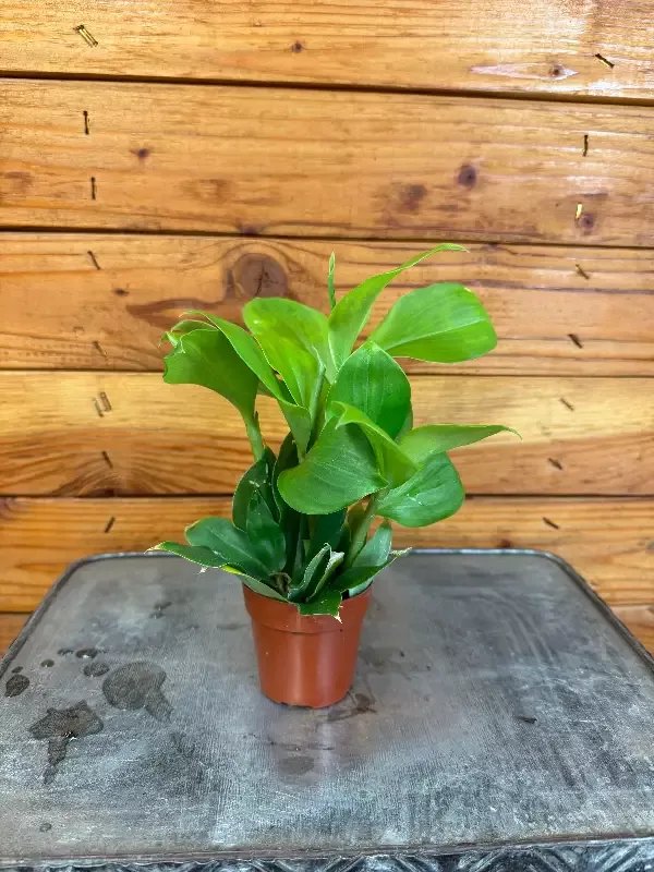 Costus Igneus Insulin Plant, 2″ Plant
