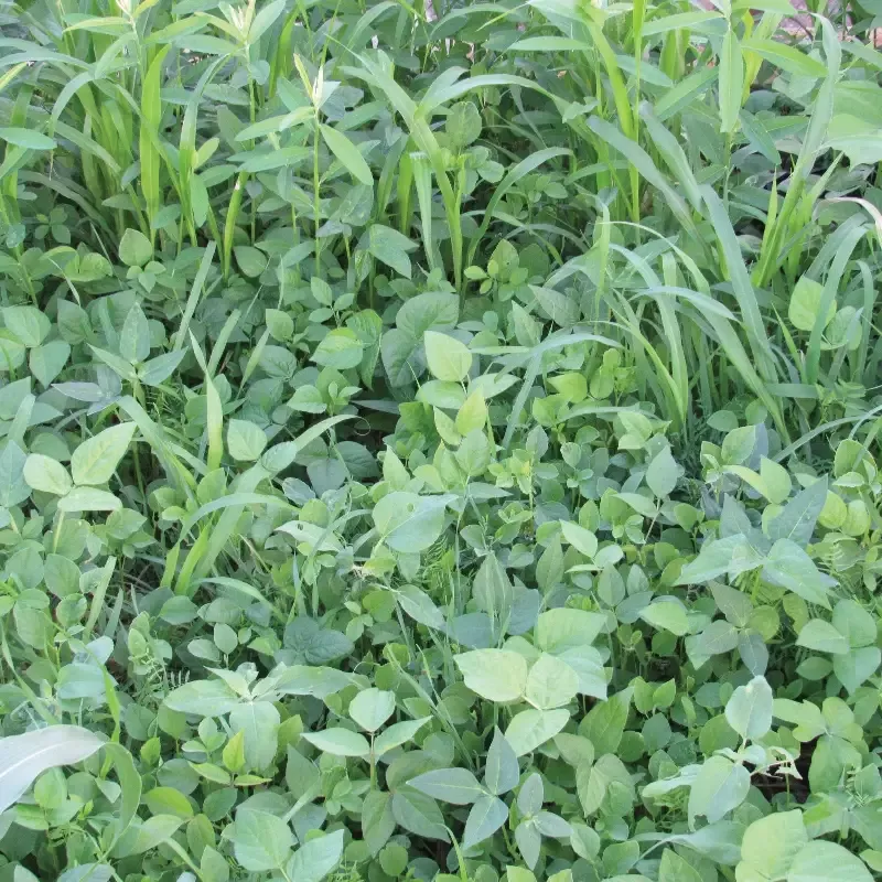 Cover Crop Mix : 1/4 Pound