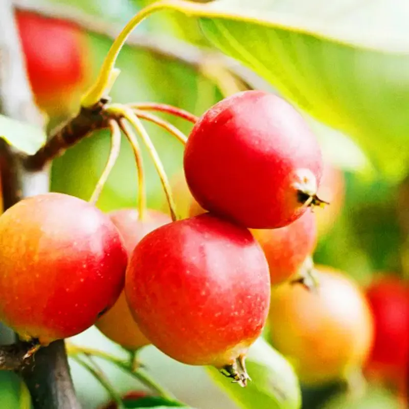 Crabapple Callaway