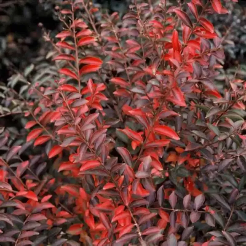 Crape Myrtle ‘Cherry Dazzle’