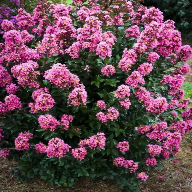 Crape Myrtle Coral Magic