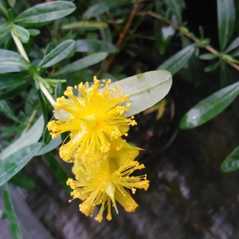 Creels Gold, St Johns Wort