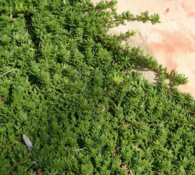 Creeping Myoporum