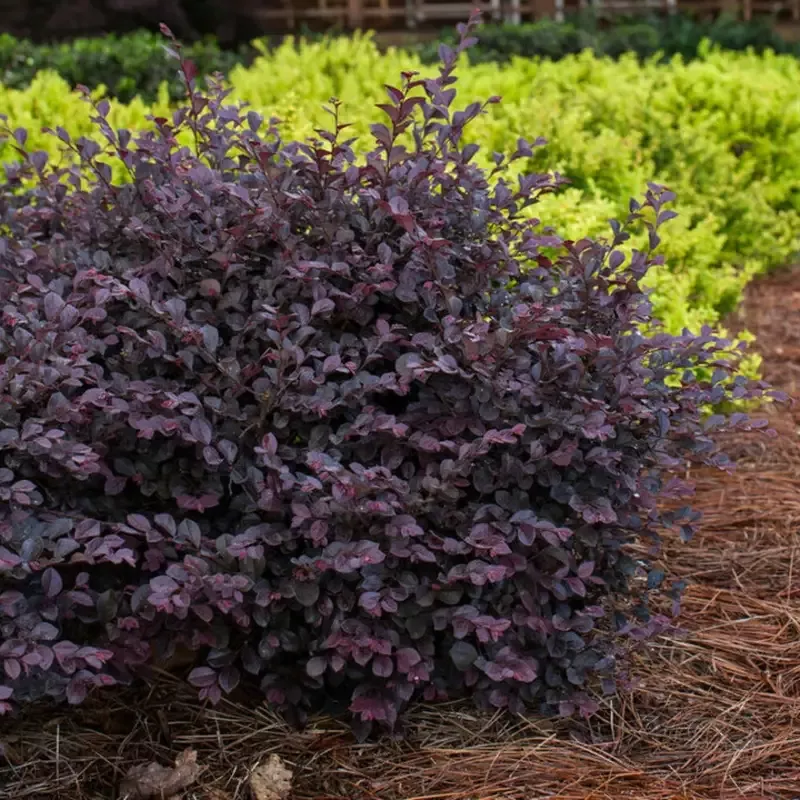 Crimson Fire Loropetalum – Pixies Gardens