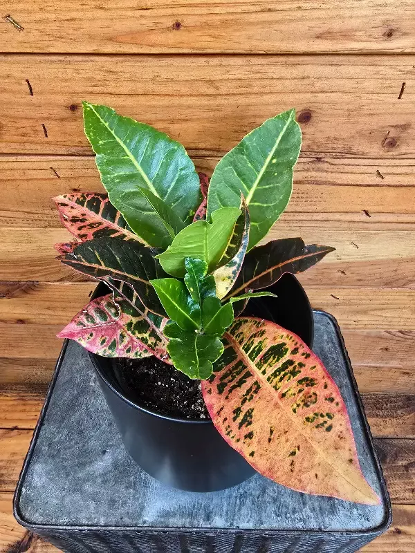 Croton Petra, 6″ Plant
